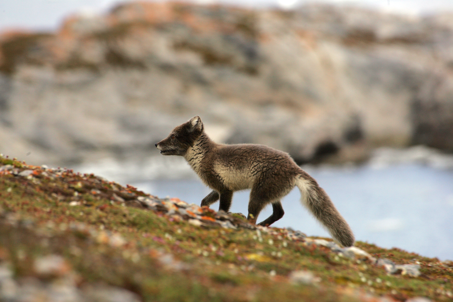 Polar fox - Svalbard Summer 