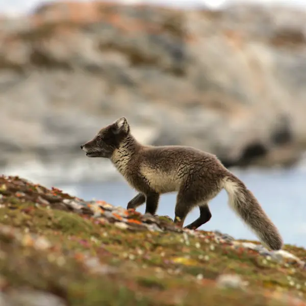 Polar fox - Svalbard Summer