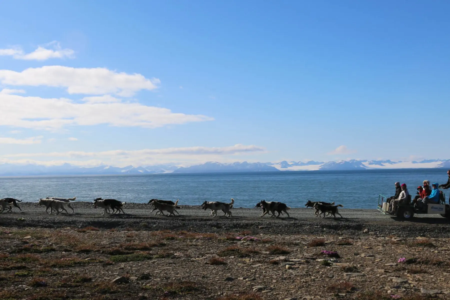 Dogs and Ocean Svalbard - Photo Green Dog 1920x1080