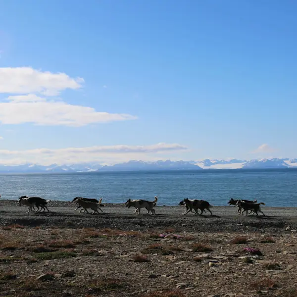 Dogs and Ocean Svalbard - Photo Green Dog 1920x1080