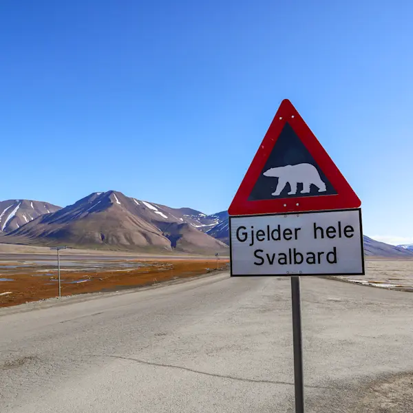 Polar bear sign Polar summer HGR 163205 Photo Eveline Lunde