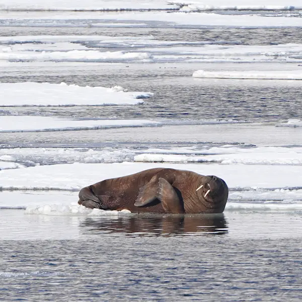 Hurtigruten-Svalbard-MSBard-Pyramiden-Photo-Daniel-John-Benton-260--13001337-Photo Daniel John Benton
