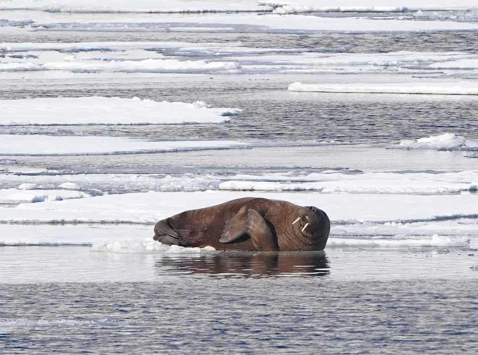 Hurtigruten-Svalbard-MSBard-Pyramiden-Photo-Daniel-John-Benton-260--13001337-Photo Daniel John Benton