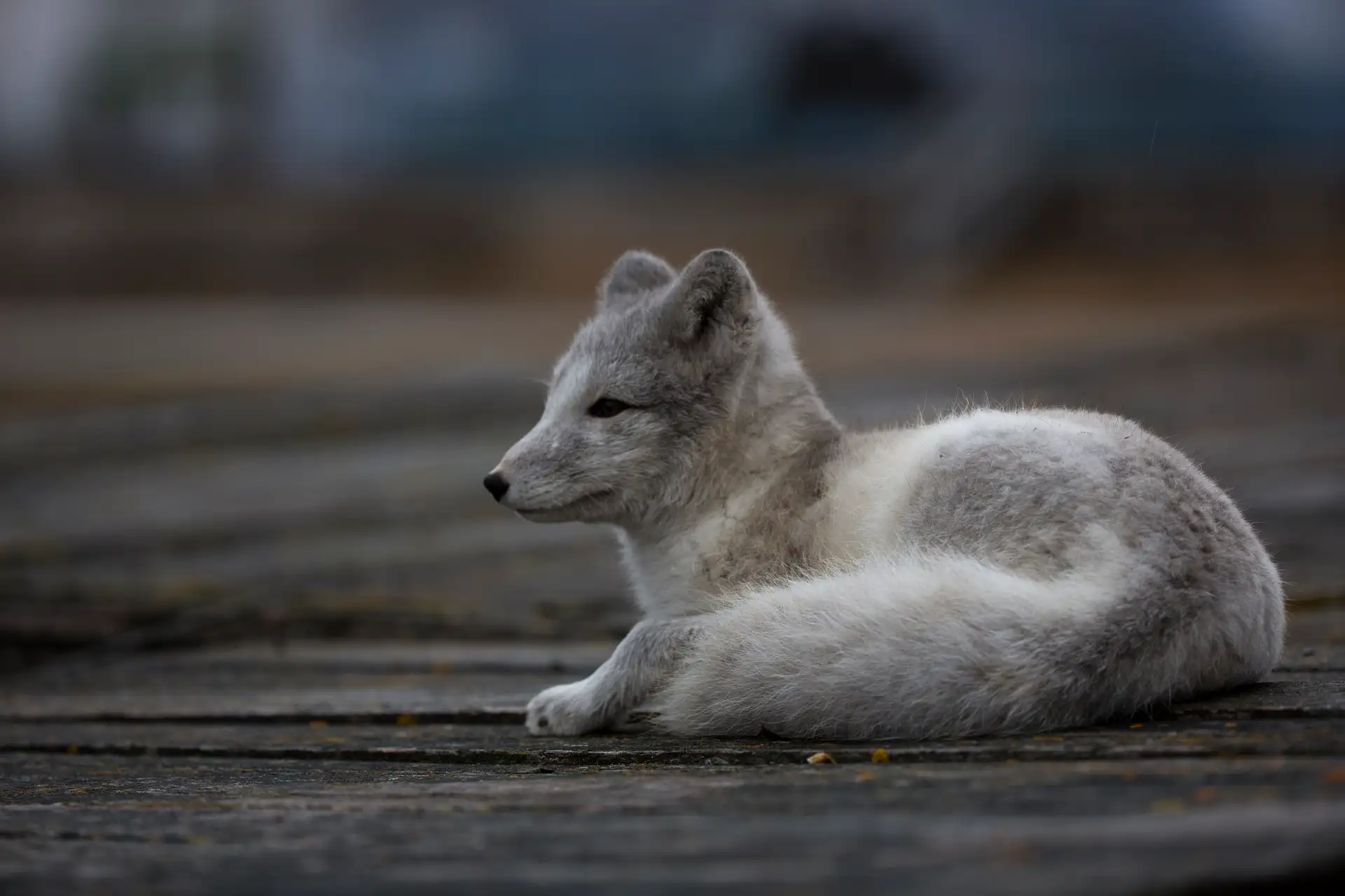 Arctic fox HGR 120589 Photo Halvor Mykleby