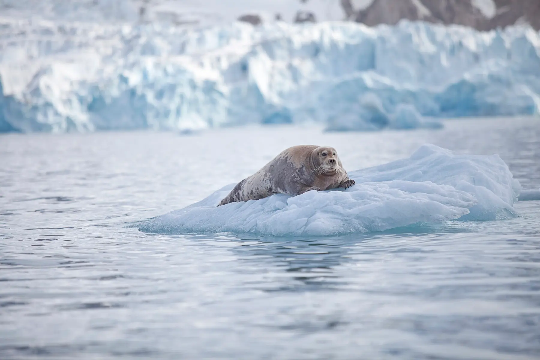 Bearded seal HGS 00890 1920 Photo Hanne Feyling