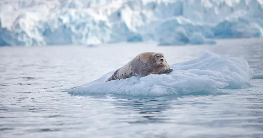 Bearded seal HGS 00890 1920 Photo Hanne Feyling