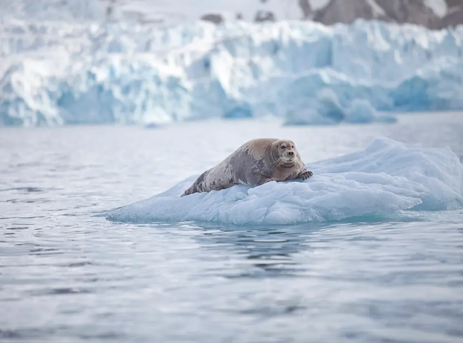 Bearded seal on Svalbard Photo Hanne Feyling