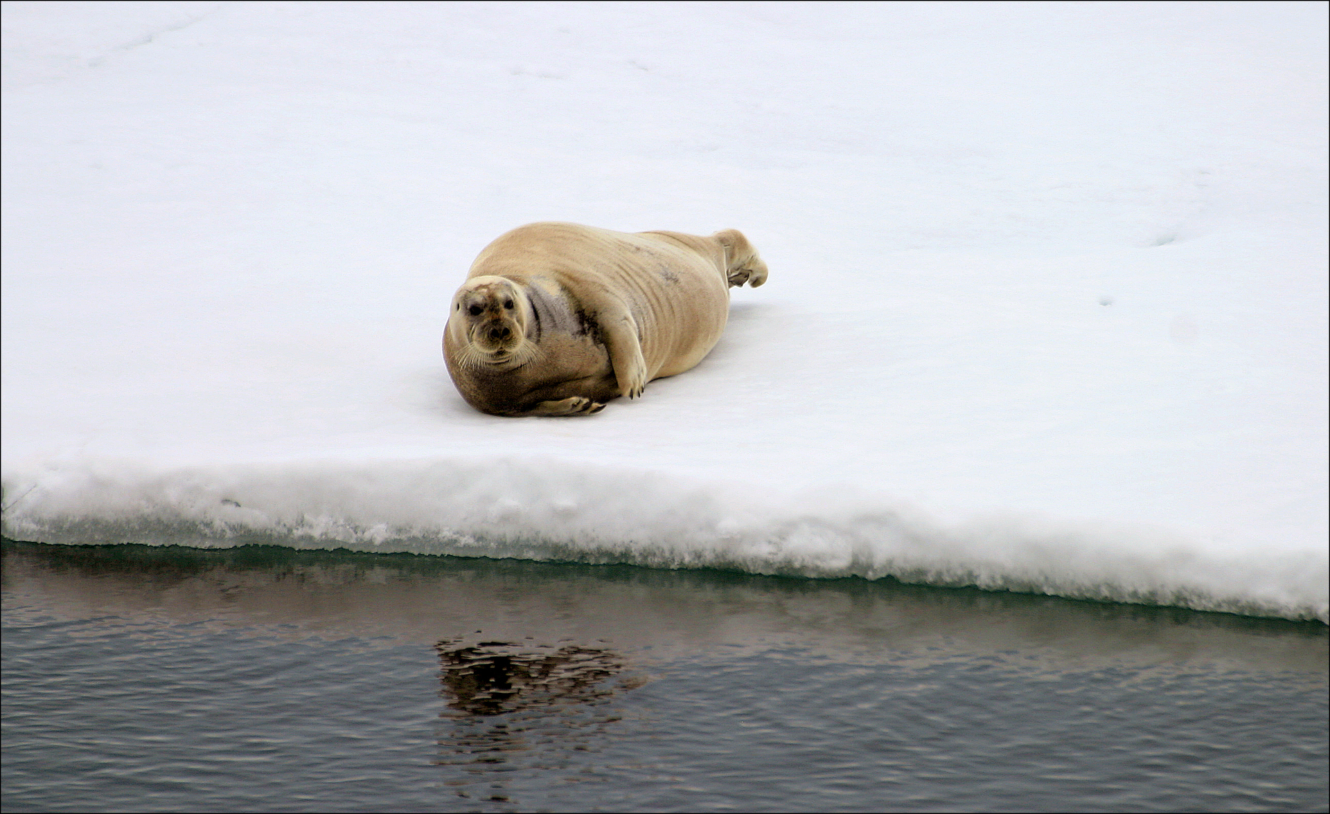 Bearded seal HGS 10000 Photo Nina Bailey