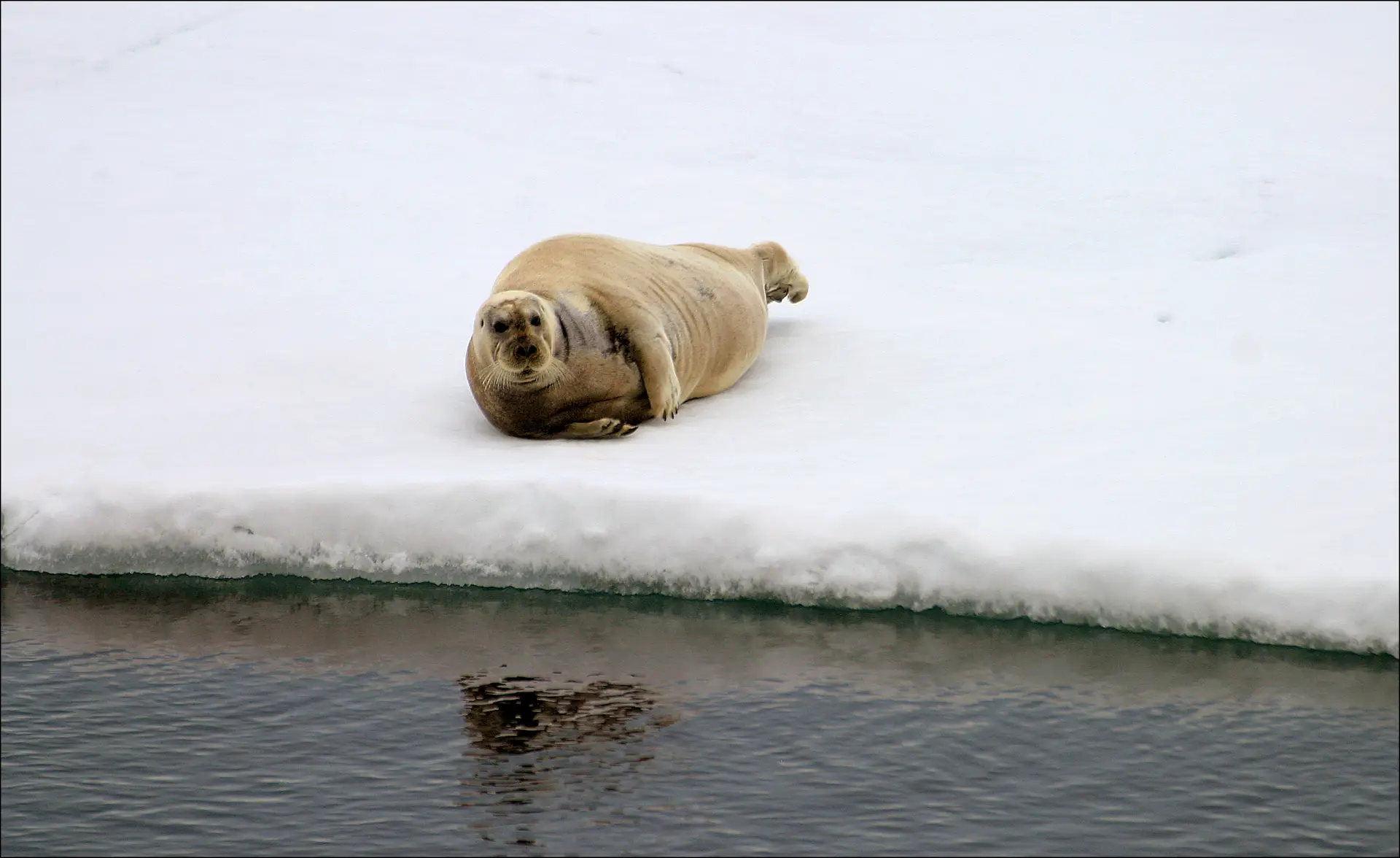 Bearded seal HGS 10000 Photo Nina Bailey