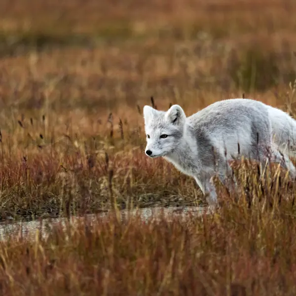 Hybrid electric catamaran to Pyramiden HGR 151670 Photo Thomas Griesbeck
