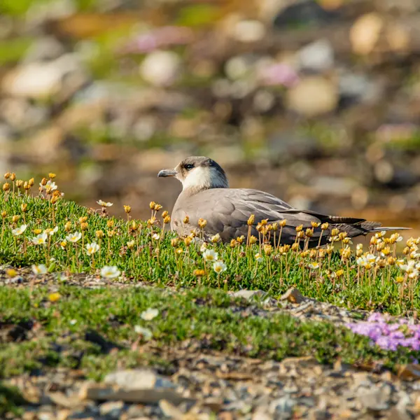 MS Nordstjernen HGR 164372 Photo Schibsted Partnerstudio
