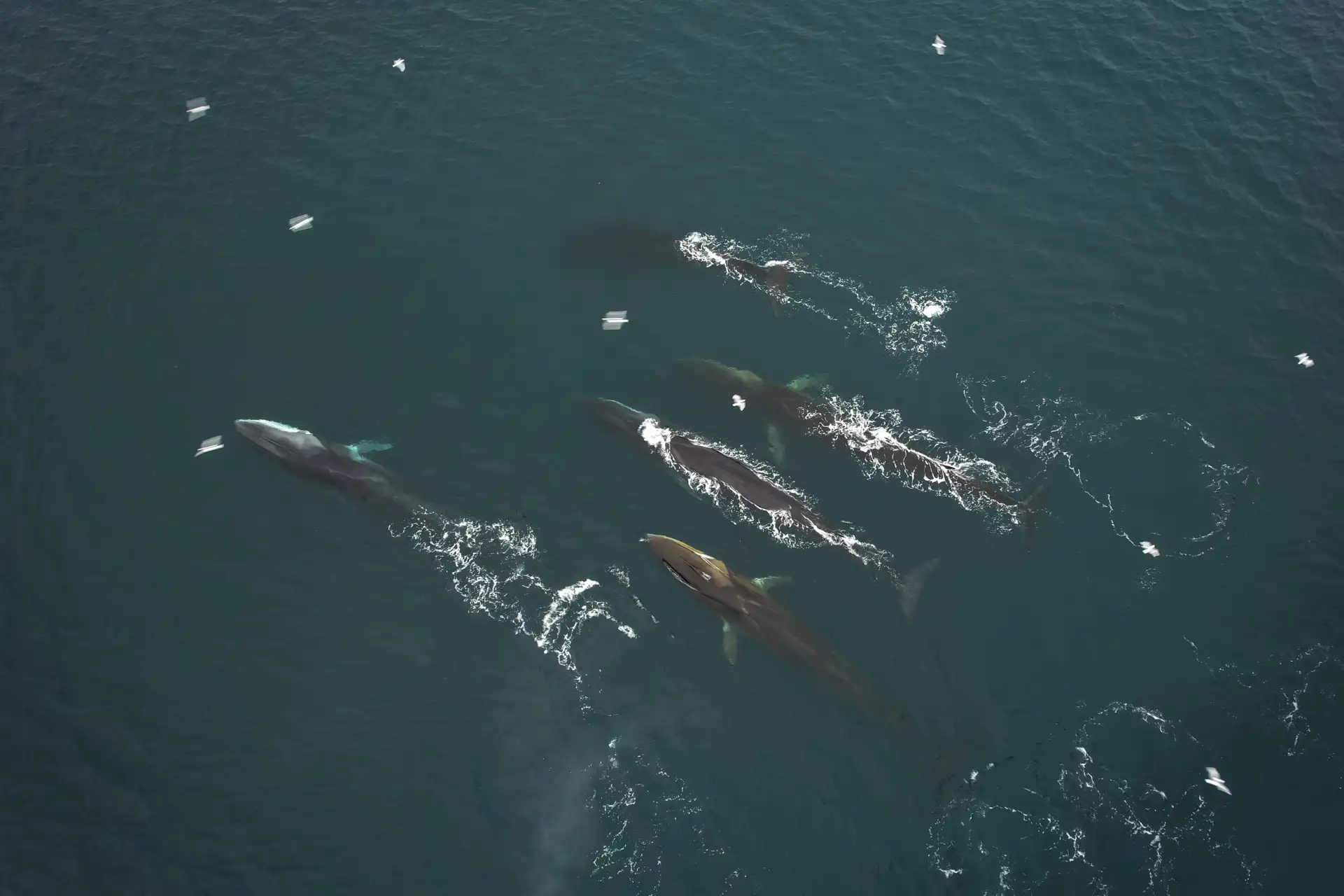 Evening-cruise-in-Isfjorden-HGR-151691-Photo Thomas Griesbeck