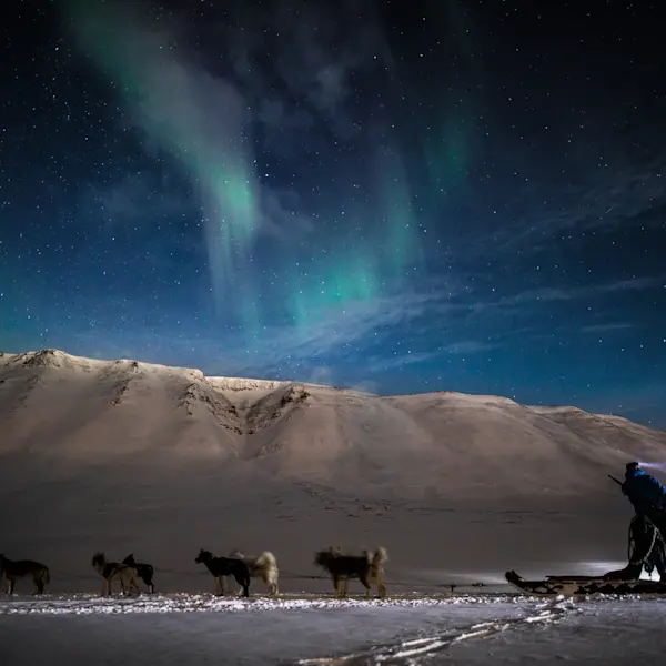Northern lights and polar dogs HGS 05160