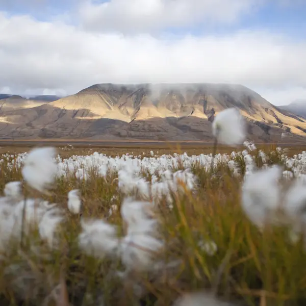 Hurtigruten Svalbard - Golden Autumn HGR 164711 - Foto Eveline Lunde