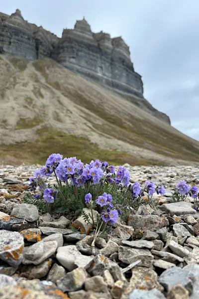 Hurtigruten Svalbard Flowers of summer Photo Lisa Schieren