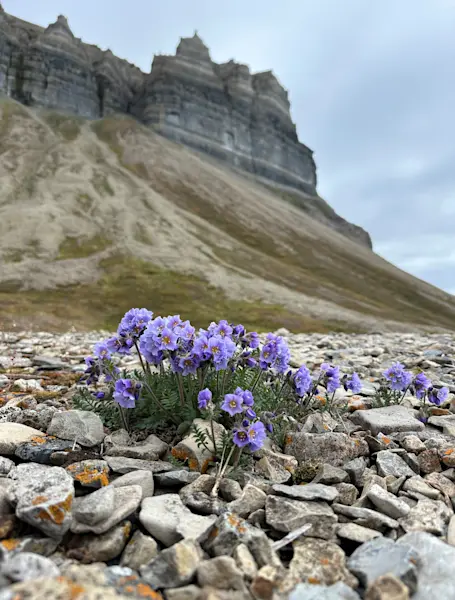 Hurtigruten Svalbard Flowers of summer Photo Lisa Schieren