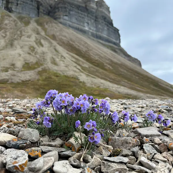 Hurtigruten Svalbard Flowers of summer Photo Lisa Schieren