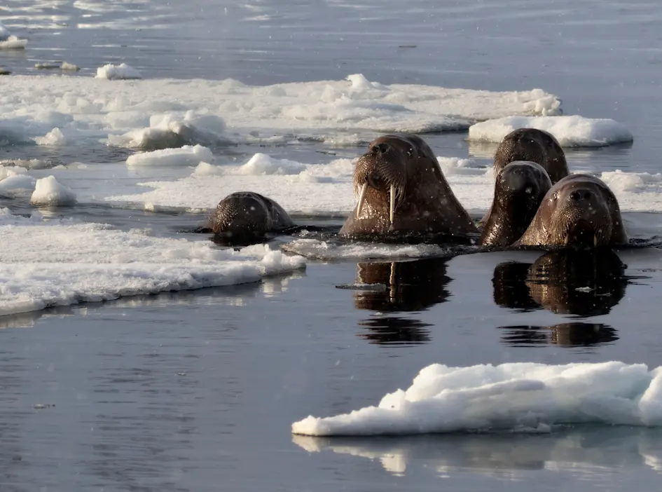 Walrus HGR 121314 Photo Melissa Sch fer
