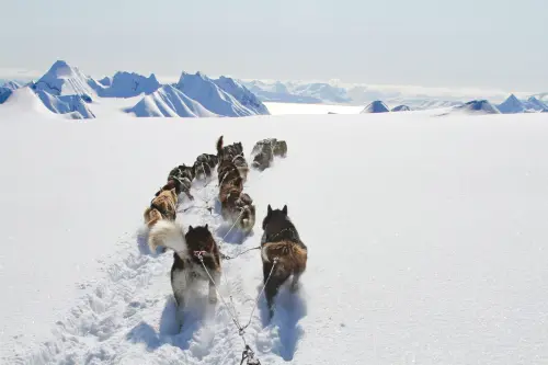 Dogsled in the wilderness