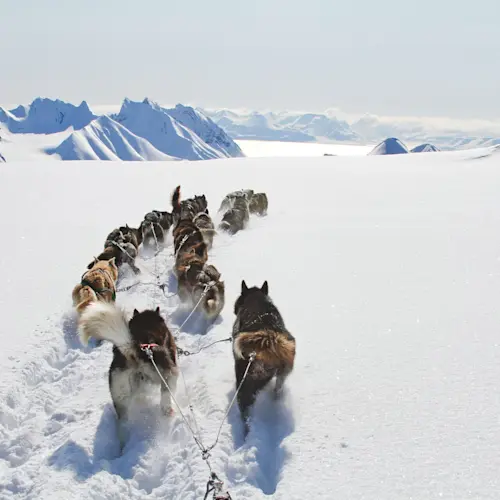Dogsled in the wilderness