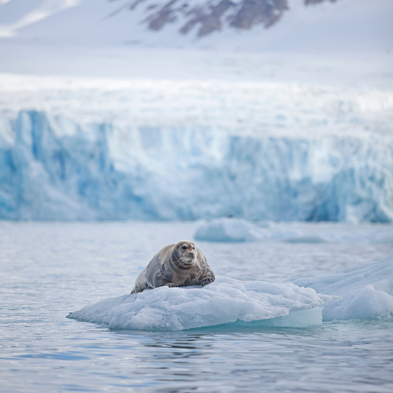 Bearded seal