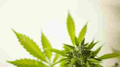 Leaves growing on a marijuana plant.