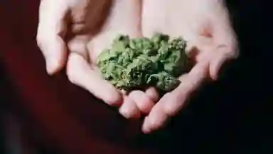 Person holding cannabis in his hands. 