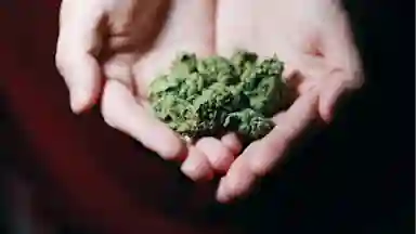 Person holding cannabis in his hands.