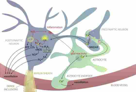 Figure. 7. Older neurons. In aging, Ca2+ regulation by intracellular stores (e.g., the ER and mitochondria) is disrupted, and intracellular Ca2+ is higher as a result. Neuronal mitochondria produce more ROS with less regulation, causing damaging inflammation, and triggering glial reactivity. Myelin sheaths are thicker, with more layers, smaller internodes, and dense inclusions between lamellae. Abbreviations: AA, arachidonic acid; ATP, adenosine triphosphate; Ca2+, calcium; CO2, carbon dioxide; COX-2, cyclooxygenase-2; ER, endoplasmic reticulum; NMDAR, N-methyl-D-aspartate receptor; nNOS, neuronal nitric oxide synthase; PG, prostaglandin; PLA2, phospholipase A2; ROS, reactive oxygen species.