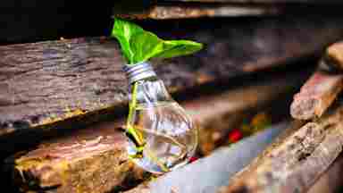 A plant growing in a light bulb