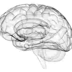 White and black 3D see through brain image