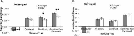 Figure 3. CBF and BOLD responses to visual stimulation.