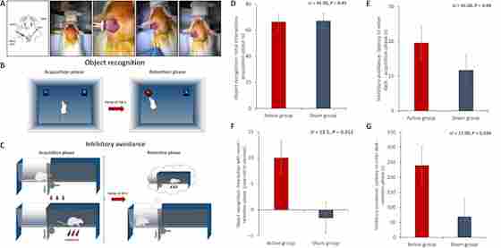 Figure 5 from the paper "The Peripheral Effect of Direct Current Stimulation on Brain Circuits Involving Memory," which shows 