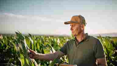 A farmer stands in a sunny cornfield with a clipboard and closely inspects his crops.