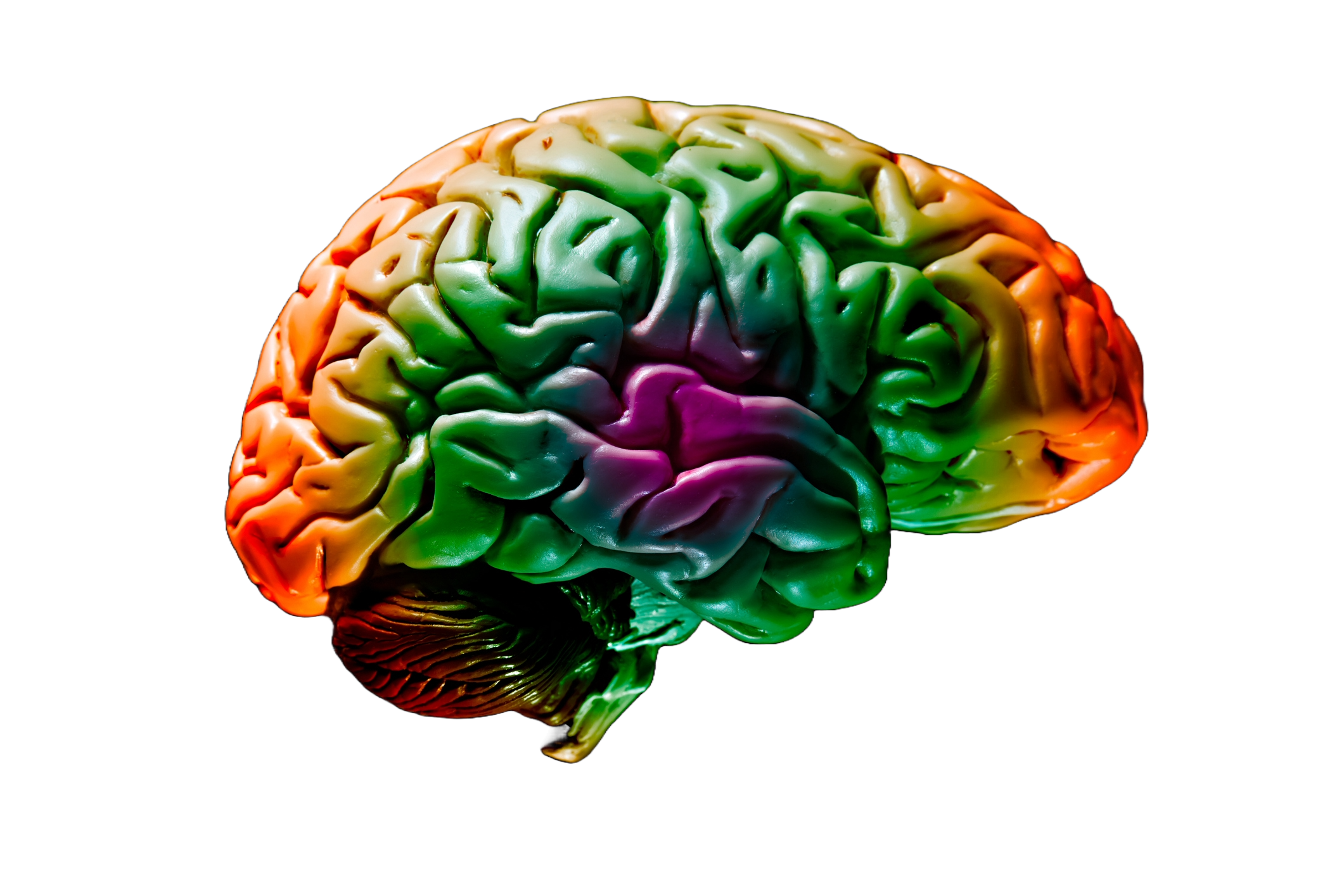 Colorful model of the human brain.