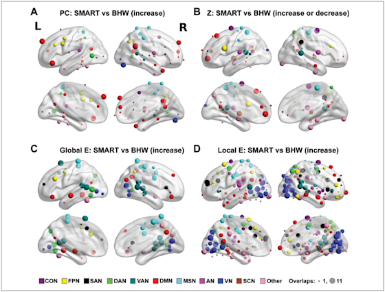 Figure 3 shows the specific brain areas in which the SMART training showed increases in network densities.