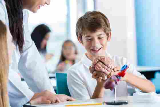 A preteen boy is studying a plastic anatomical model of human brain in his science class. Other students are wearing private school uniforms in the background.