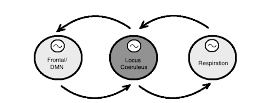 Diagram showing hypothesized coupled information transfer between respiratory and attentional systems via the LC. Frontal attentional systems influence LC tonic/phasic activity. Oscillation of CO2 levels cause tonic fluctuations in LC at respiratory frequency. LC tonic activity in turn influences both attentional state and respiration. Note the bi-directionality of the coupling. Such coupled systems tend to evolve toward stable, nonlinear, or chaotic synchrony. Sine wave inside of circle indicates autonomously oscillating system.