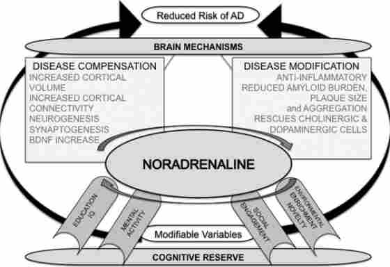 Schematic role of hypothesized role of noradrenaline in mediating between cognitive reserve and reduced risk of Alzheimer's disease (AD).