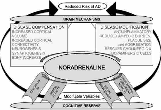 Schematic role of hypothesized role of noradrenaline in mediating between cognitive reserve and reduced risk of Alzheimer's disease (AD).