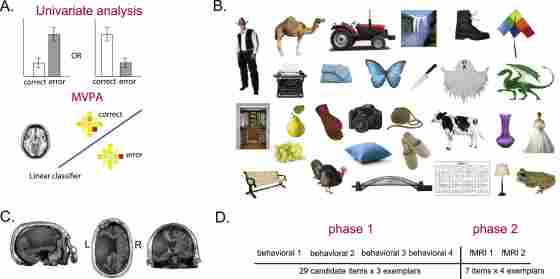Figure. 1. A. Contrast of the rationale for conventional univariate analysis versus MVPA in linking neural activity to behavior. B. Some of the candidate pictures chosen from an existing PNT test-retest data set. C. Anatomical lesion profile of patient KL.