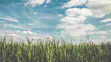 Grass with open sky above it