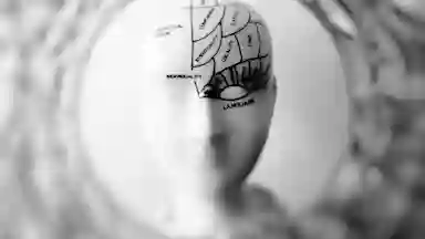 A picture of a ceramic bust with areas of their brain marked.