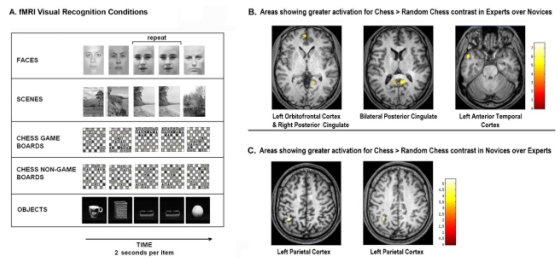 (A) Examples of each category shown in the experimental task. Conditions included blocks of chess, random chess, faces, outdoor scenes, and objects. (B) Regions of significant difference within the experts over the novices on the chess > random chess contrast. (C) Regions significantly greater for novices over experts on the chess minus random chess contrast.