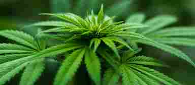 A close-up view of the leaves of a cannabis plant.