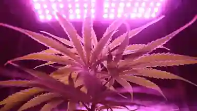 Close up of cannabis leaf in pink lighting.