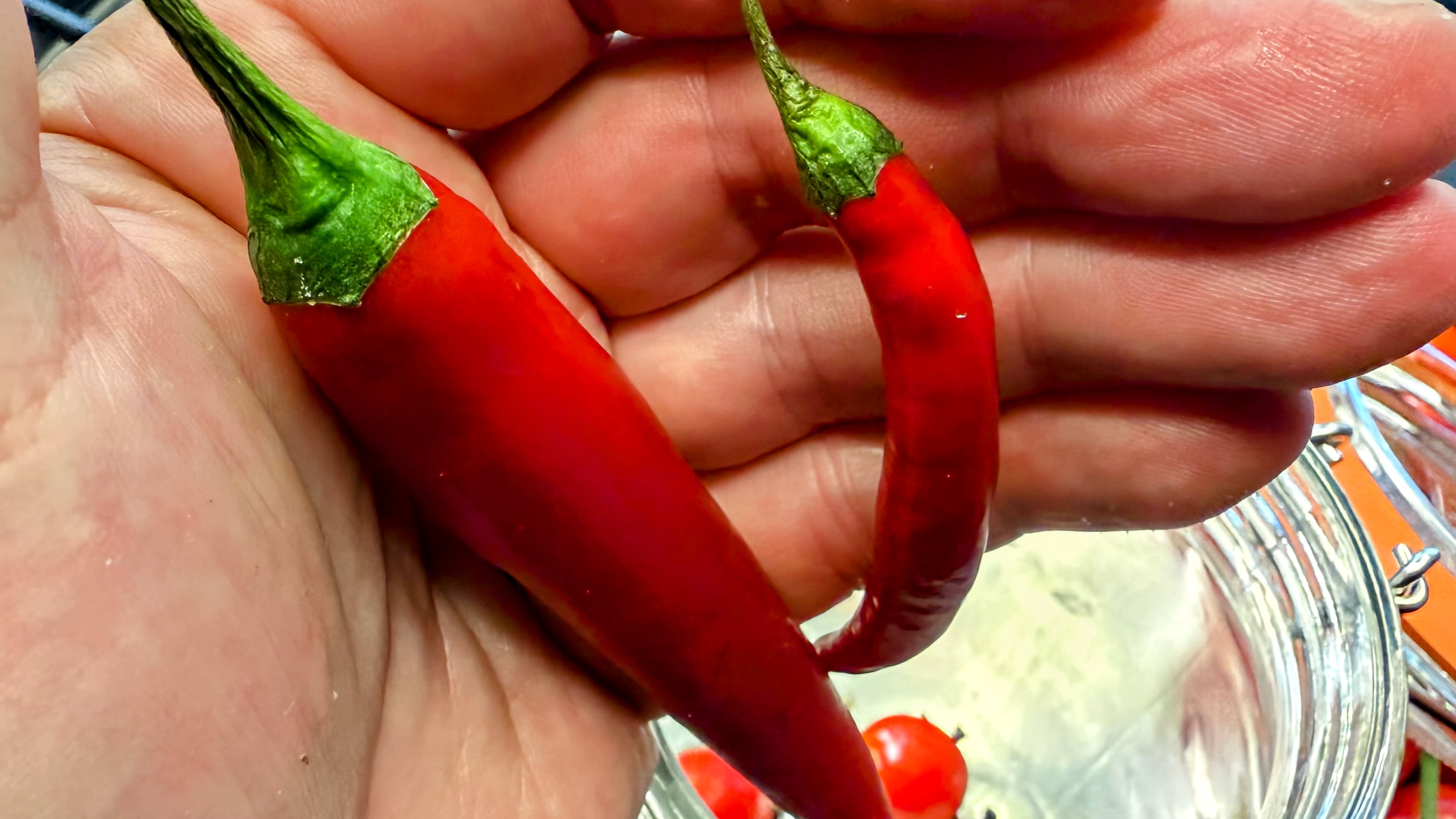 Schritt 1: Glas für Eingemachte Tomaten vorbereiten und Tomaten einlegen  