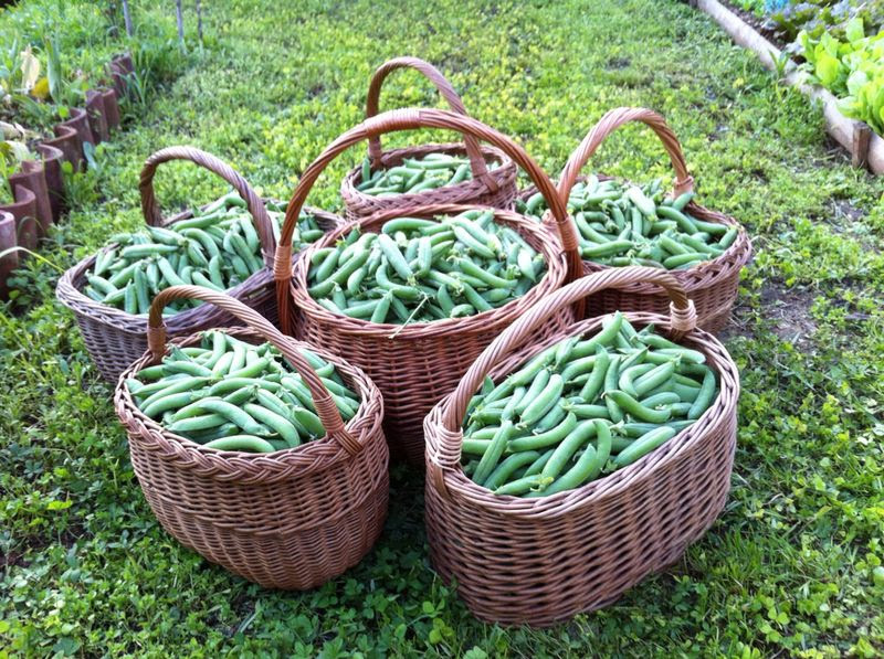 Schritt 3: Erbsenrisotto mit Burrata anrichten
