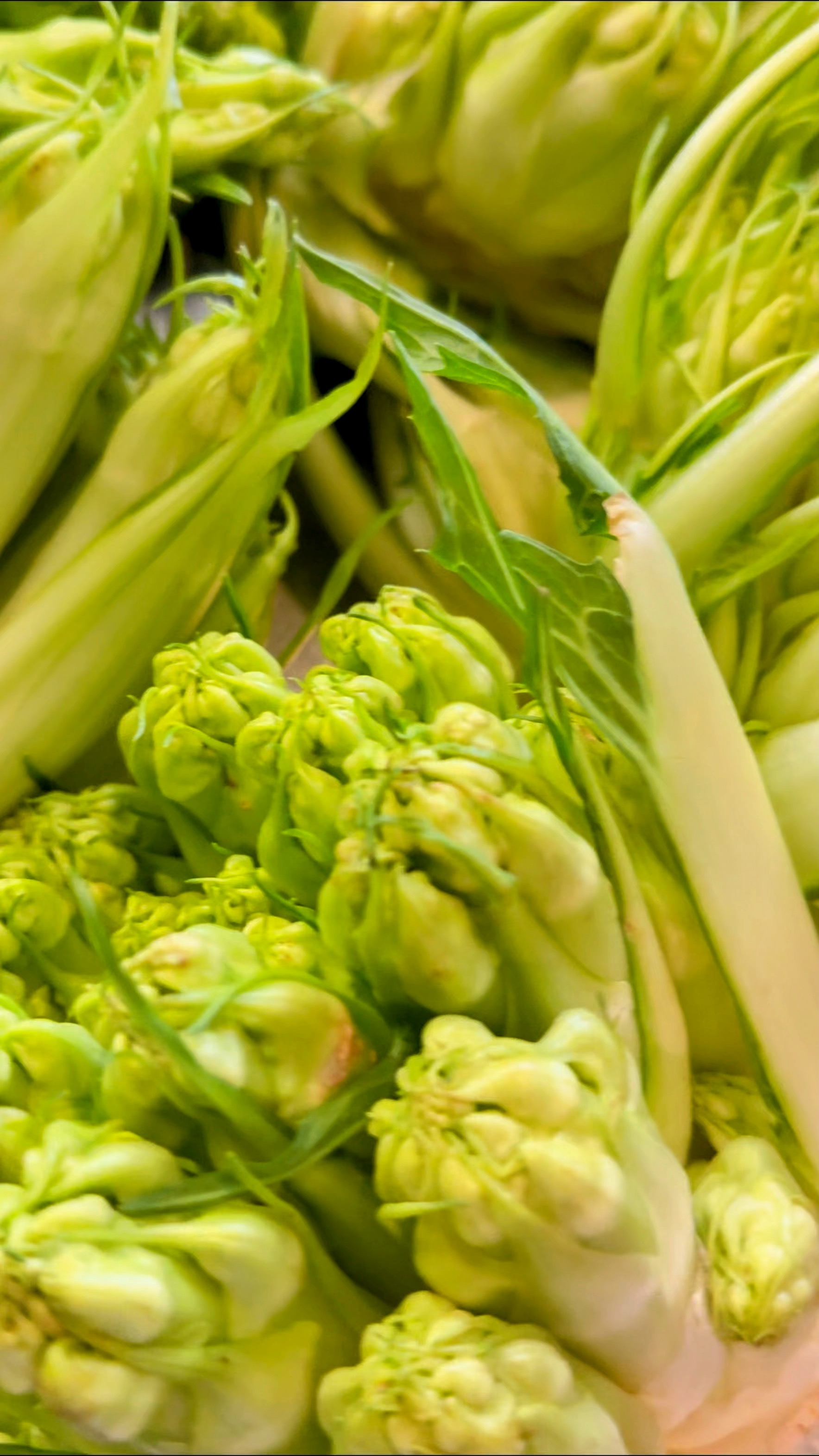 Puntarelle Pasta Rezept 4