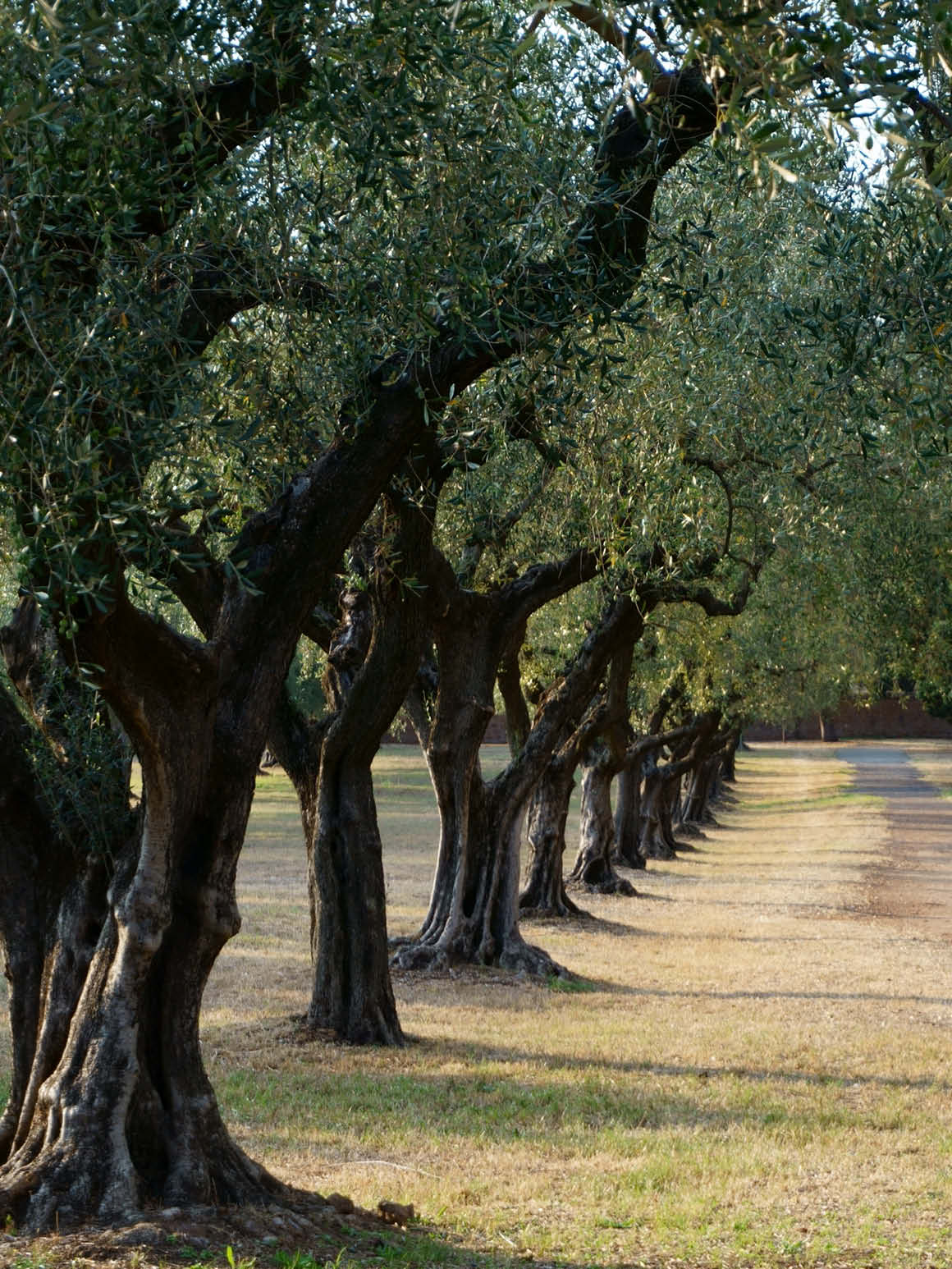 Bérard Portrait Olivenbäume